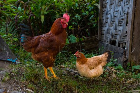 Lokale Freilandhühner auf Bio-Bauernhof in Himalaya-Dorf in Nepal