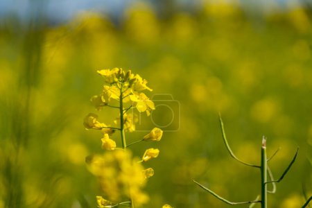 Granja de campo de mostaza amarilla con flores de mostaza Agricultura para aceite de colza