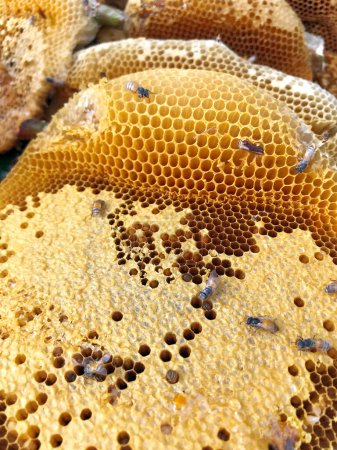 Téléchargez les photos : Image of Bees inside the hive close up - en image libre de droit