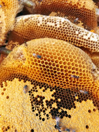 Téléchargez les photos : Image of Bees inside the hive close up - en image libre de droit