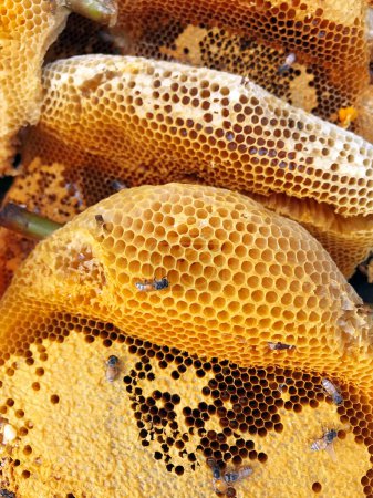 Téléchargez les photos : Image rapprochée de nid d'abeilles dans le rucher - en image libre de droit