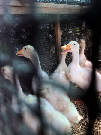 Foto de Patos blancos en una jaula en la granja. Cría de animales. - Imagen libre de derechos