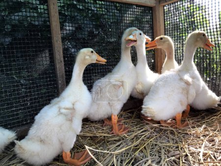 Téléchargez les photos : Agricultural,farm animals,duck farm - en image libre de droit
