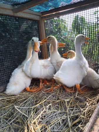 Téléchargez les photos : Agricultural,farm animals,duck farm - en image libre de droit