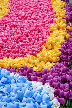 Téléchargez les photos : Imitation fleur, Fleurs de tulipes artificielles colorées dans le lit de fleurs. - en image libre de droit