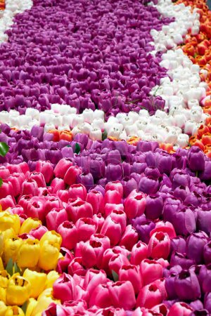 Téléchargez les photos : Imitation fleur, Fleurs de tulipes artificielles colorées dans le lit de fleurs. - en image libre de droit