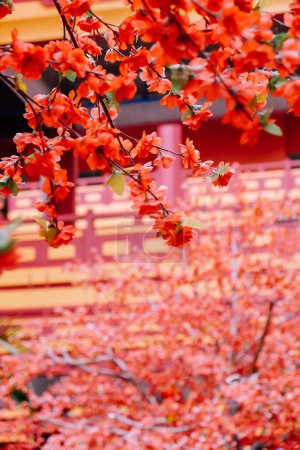 Photo for Imitation flower, artificial Japanese cherry blossoms in full bloom. Beautiful flowers background. - Royalty Free Image