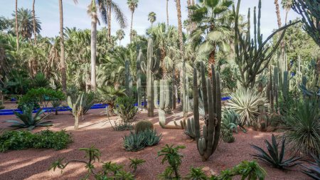 Photo for 01_A look at the gardens by Jacques Majorelle  in Marrakesh, Morocco. - Royalty Free Image