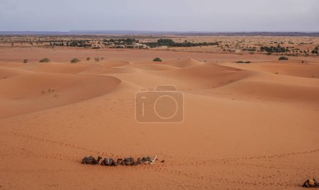 Photo for 05_Sunrise of the famous and legendary dunes of Erg Chebbi in the Sahara Desert, Morocco. - Royalty Free Image