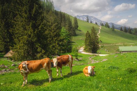 Hermosa pradera vista con vacas y casas rústicas entre los lagos Konigsee y Obersee cerca del monte Jenner en el Parque Nacional Berchtesgaden con vacas marrones y blancas, Alpes bávaros superiores, Alemania, Europa.