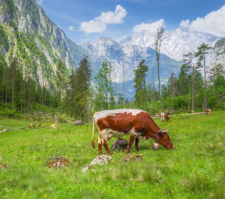 Schöne Aussichtswiese mit Kühen und urigen Häusern zwischen Königs- und Obersee in der Nähe des Jenner im Nationalpark Berchtesgaden mit braunen und weißen Kühen, Oberbayerische Alpen, Deutschland, Europa.