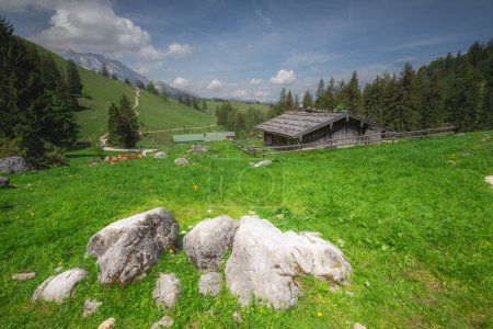 Téléchargez les photos : Belle prairie avec vaches et maisons rustiques entre les lacs Konigsee et Obersee près du mont Jenner dans le parc national de Berchtesgaden avec vaches brunes et blanches, Alpes bavaroises supérieures, Allemagne, Europe. - en image libre de droit