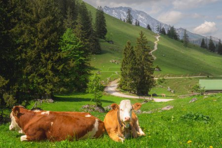 Beautiful view meadow with cows and rustic houses between Konigsee and Obersee lakes near Jenner mount in Berchtesgaden National Park with brown and white cows, Upper Bavarian Alps, Germany, Europe.