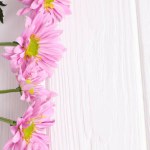 Pink daisy flowers on white wooden background, floral decoration