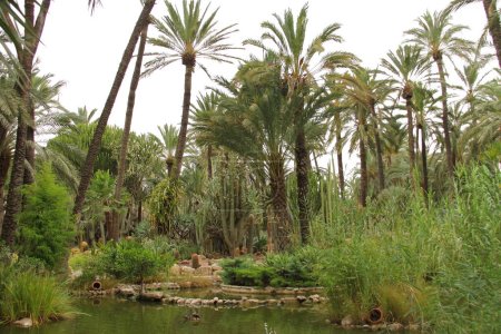 Téléchargez les photos : Parc de palmiers à Elche, Alicante, Espagne. Août 2021 - en image libre de droit