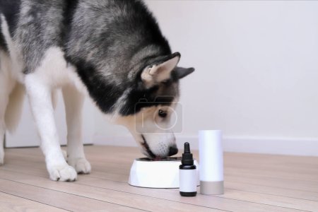 Husky dog eating healthy food with suppliments from bow, bottle mockup