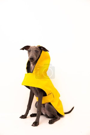 Téléchargez les photos : Chien drôle Chien italien Greyhound en imperméable jaune isolé sur fond blanc. Photo de haute qualité - en image libre de droit