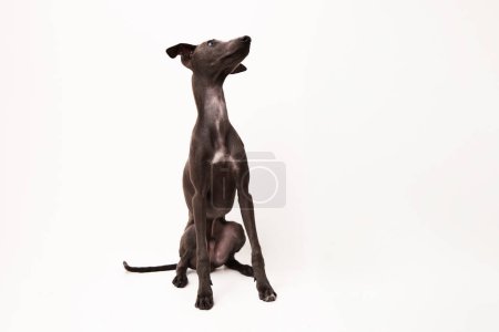 Photo for Italian greyhound. Portrait of cute puppy isolated on white background. High quality studio photo - Royalty Free Image
