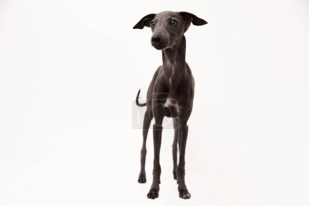 Photo for Italian greyhound. Portrait of cute puppy isolated on white background. High quality studio photo - Royalty Free Image