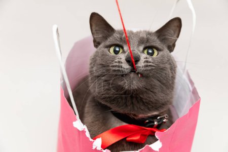 Foto de Lindo gato con una corbata roja en una bolsa rosa sosteniendo un hilo rojo en sus dientes. Foto de alta calidad - Imagen libre de derechos