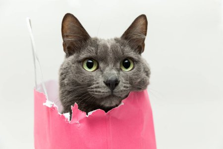 Téléchargez les photos : Magnifique chat gris moelleux assis dans un sac rose et regardant dans le cadre avec de grands yeux mignons. Portrait en gros plan. Cadeau romantique pour la Saint-Valentin. Photo stock de haute qualité - en image libre de droit