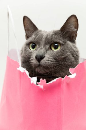 Foto de Fluffy hermoso gato gris sentado en una bolsa de color rosa y mirando en el marco con grandes ojos lindos. Retrato de cerca. Regalo romántico para el día de San Valentín. Foto vertical de stock de alta calidad - Imagen libre de derechos