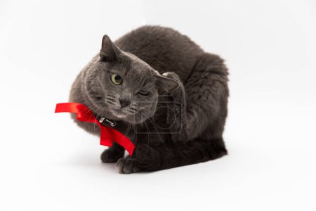 Photo for A beautiful gray cat with a red bow around his neck sits on a full-length white background scratching his ear - Royalty Free Image