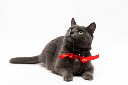 Foto de Un hermoso gato gris con un lazo rojo en el cuello yace sobre un fondo blanco a toda altura en una pose elegante - Imagen libre de derechos