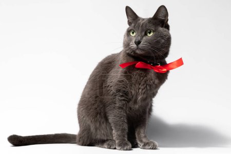 Téléchargez les photos : Un beau chat gris avec un nœud rouge autour du cou est assis sur un fond blanc dans une pose pleine longueur et gracieuse - en image libre de droit