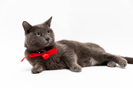 Photo for A beautiful gray cat with a red bow on its neck lies on a white background in full height in a graceful pose - Royalty Free Image