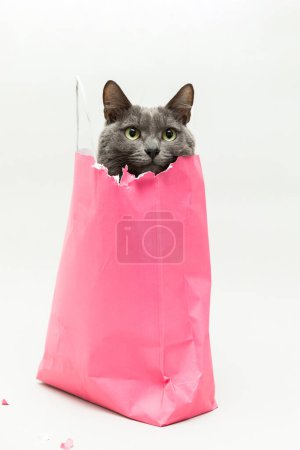 Photo for Beautiful gray cat in pink bag on light background. Valentines Day gift - Royalty Free Image