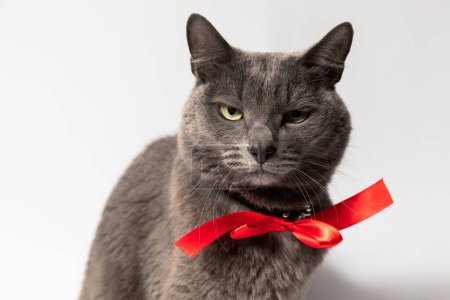 Téléchargez les photos : Beau chat gris avec un arc rouge autour du cou sur un fond blanc vous regarde avec suspicion - en image libre de droit