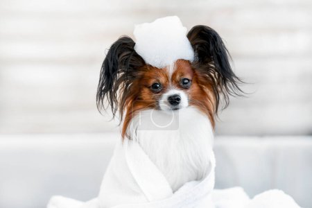 Foto de Cute dog close-up portrait in the bathroom in shampoo in a towel. Grooming and dog care - Imagen libre de derechos