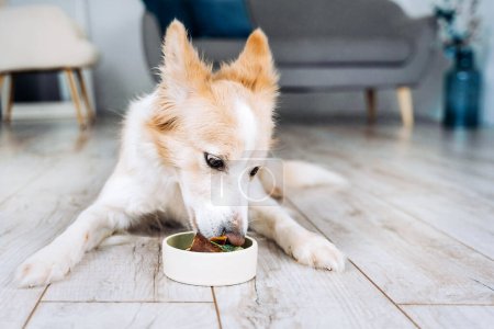 Photo for The border collie dog lies in the apartment and eats natural meat food. - Royalty Free Image