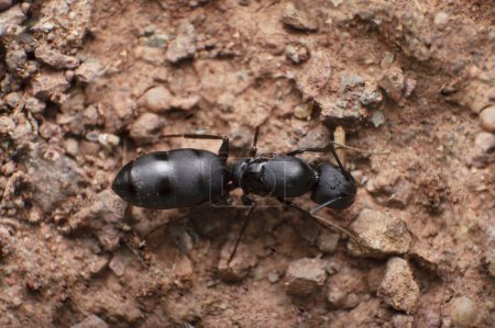 Foto de Queen Carpenter ant, Camponotus sp, Satara, Maharashtra, India - Imagen libre de derechos