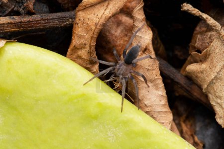 Photo for Long-spinneret Ground Spider, Prodidomus rufus, Satara, Maharashtra, India - Royalty Free Image