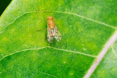 Téléchargez les photos : Fruitfly,  Drosophila suzukii Satara, Maharashtra, India - en image libre de droit