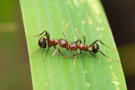 Foto de Short-legged hunchback ant,  Myrmicaria brunnea, Satara, Maharashtra, India - Imagen libre de derechos