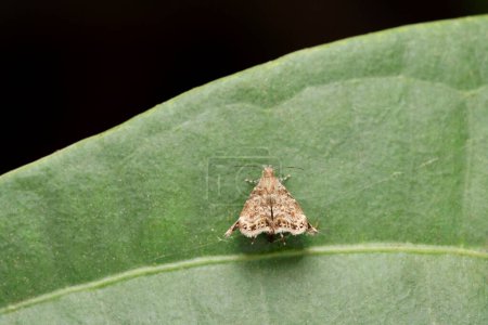 Téléchargez les photos : Apple leaf skeletonizer moth,  Choreutis pariana, Satara, Maharashtra, India - en image libre de droit