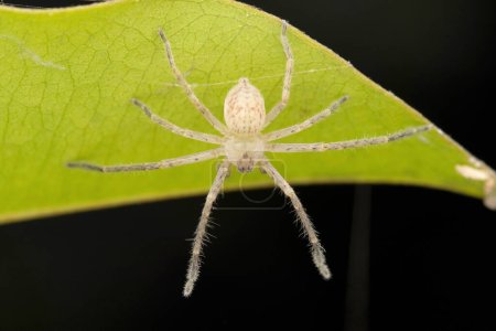 Téléchargez les photos : Light giant crab spider,  Olios milletti, Satara, maharashtra, India - en image libre de droit
