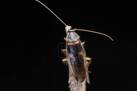 Foto de Brown banded cockroach,  Supella longipalpa, Satara,Maharashtra, India - Imagen libre de derechos