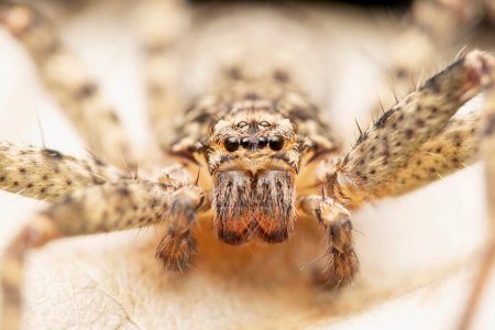 Foto de Eyes closeup of Huntsman spider,  Heteropoda jugulans, Satara, Maharashtra, India - Imagen libre de derechos