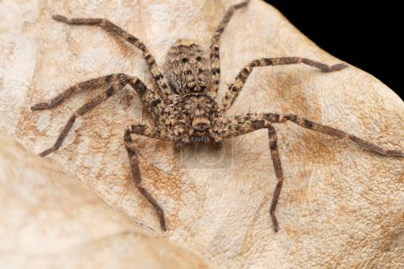 Foto de Huntsman spider,  Heteropoda jugulans, Satara, Maharashtra, India - Imagen libre de derechos