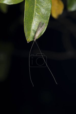Foto de Seed case bearer moth,  Coleophora striatipennella, Satara, Maharashtra, India - Imagen libre de derechos