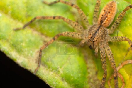 Foto de Huntsman spider - Pseudopoda sp,  Amba , Kolhapur , Maharashtra , India - Imagen libre de derechos