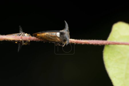 Téléchargez les photos : Horned planthopper,  Leptocentrus moringae, Satara, Maharashtra, India - en image libre de droit
