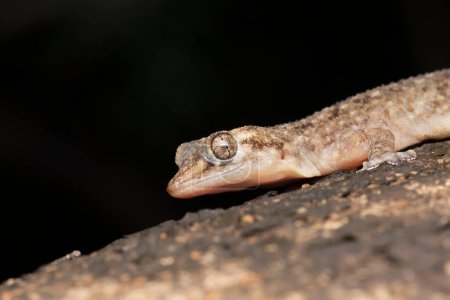 Photo for Murray's House Gecko, Hemidactylus murrayi, Gekkonidae - Royalty Free Image