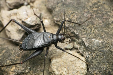 Téléchargez les photos : Black file cricket insect, Satara, Maharashtra, India - en image libre de droit