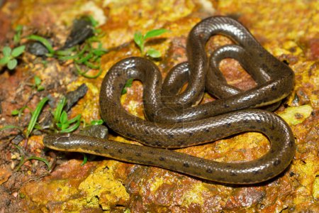 Téléchargez les photos : Olive forest snake, Rhabdops aquaticus, endemic to Western Ghats, Satara, Maharashtra, Indi - en image libre de droit