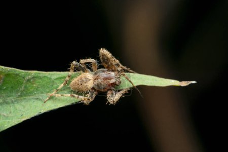 Photo for Orb weaver spider, Satara, Maharashtra, India - Royalty Free Image